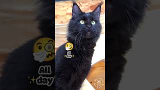 Are You Mind Blown Yet? Pt. 232 | Maine Coon Cat #funny #cute