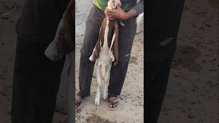 Ghee feeding #thebrosfarm