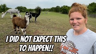 She Tried To Really Hurt Badger, Our Llama!!