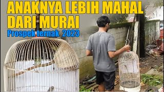 PROSPEK TERNAK BURUNG PLECI MATA PUTIH MURIA, PLECI TERMAHAL, ANAKANYA LEBIH MAHAL DARI MURAI