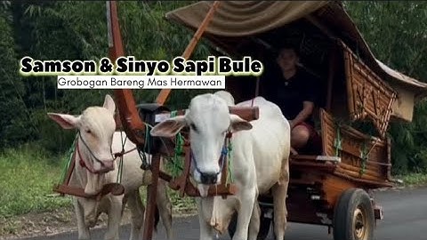 Mengejutkan ❗ Samson & Sinyo Sapi Baru Setia Farm Bikin Kaget Mas Hermawan