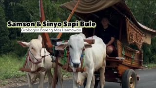 Mas Hermawan Kaget❗ Samson Ajarin Sinyo Grobakan
