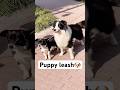 Who you shouldn’t let go of your dog’s leash too easily#animals #puppy #funnyvideos #fyp #foryou