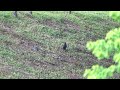 八哥混群(臺灣八哥、白尾八哥)Crested Myna and Javan Myna (畫質4K)