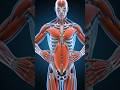 #humanbodyfacts #skeletonanimation #sciencefacts #bodyreaction #anatomy #educationalvideo #humanfact