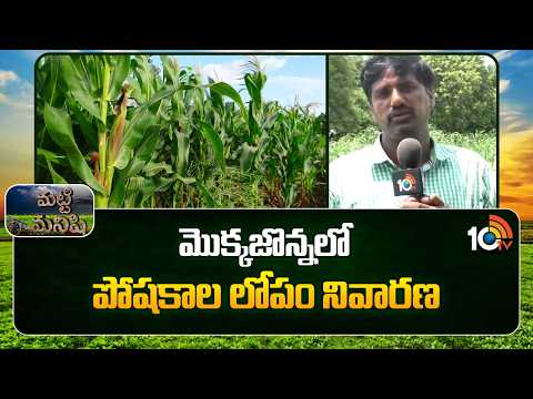 Nutrient Deficiency In Maize | మొక్కజొన్నలో పోషకాల లోపం నివారణ | Matti Manishi | 10TV - 10TVNEWSTELUGU