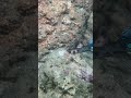 #catchthesea #fishing #rivercrab #beach #deepsea #nature #diving #fish #eel #crab