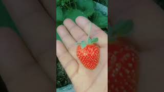 ছাদবাগান স্ট্রবেরি ফুল ফল Garden  gardening   fruits  strawberry Mulberry mango orange