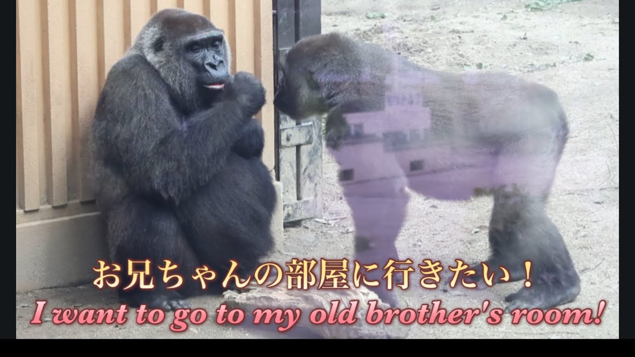 Gorilla⭐️ Kintaro is confused because he wants to go to his