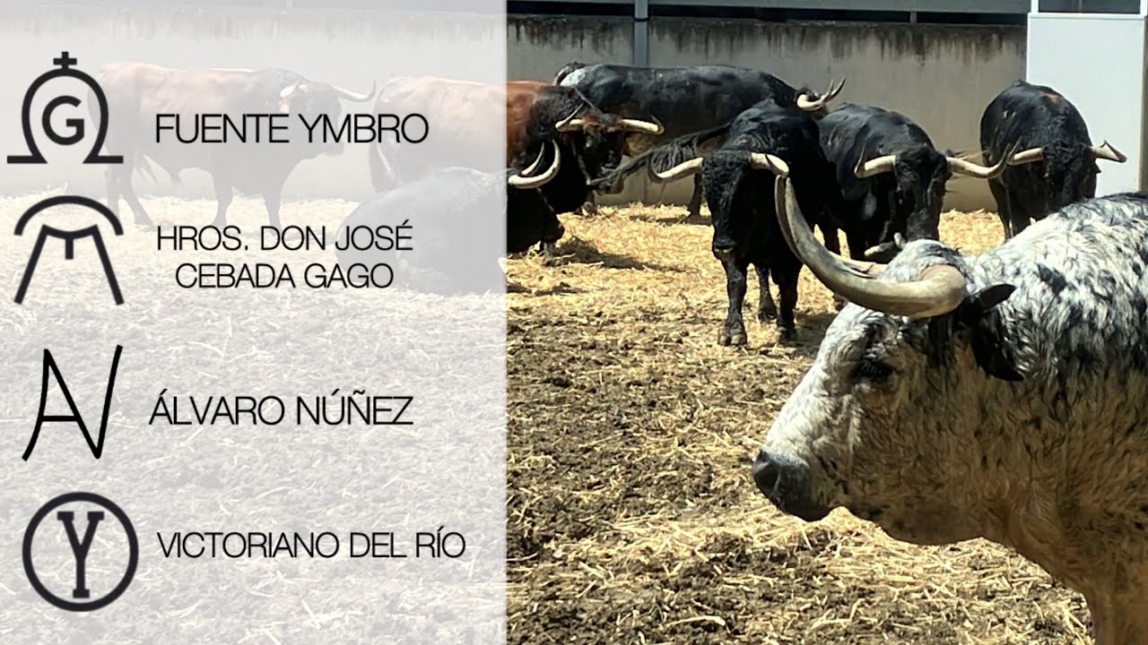 SAN FERMÍN 2025| GANADERÍAS EN LOS CORRALES DEL GAS (PARTE 1)