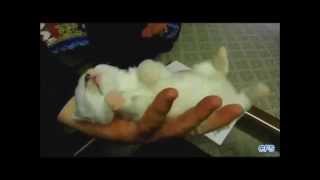 Котята сладко спят - таааак мило и нежно! Спящие няшные комочки Котята сладко спят - таааак мило и нежно! Спящие няшные комочки