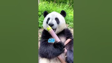 Dit pandafeitje zal je versteld doen staan! #PandaFeiten #AnimalShorts #WildlifeSecrets
