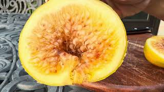 Golden Rainbow Fig - ready! (Zone 5B): Tasting