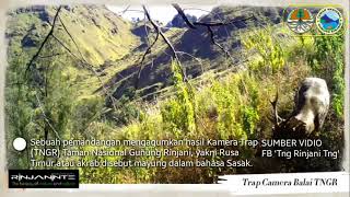 VIDIO RUSA RINJANI | HASIL KAMERA TRAP TN. GUNUNG RINJANI