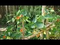 ナスタチウムの夏を乗り切る工夫-Nasturtium-～自然のハーバルライフ～-HERB-Japanese Herb Garden Gardening