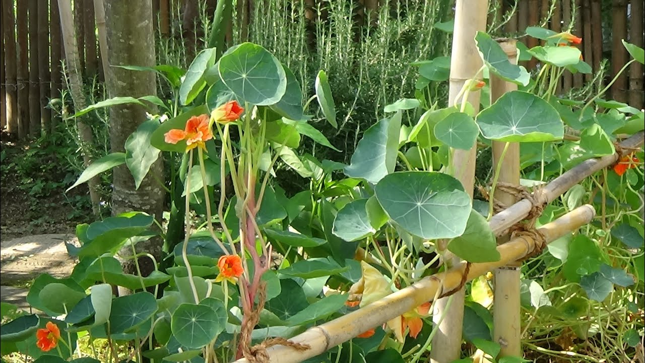 ナスタチウムの夏を乗り切る工夫 Nasturtium 自然のハーバルライフ Herb Japanese Herb Garden Gardening Youtube