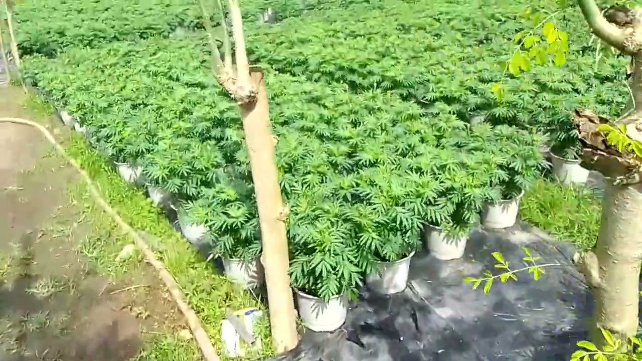 cập nhật vạn Thọ ngày 18 tháng 12.. Tết 2025