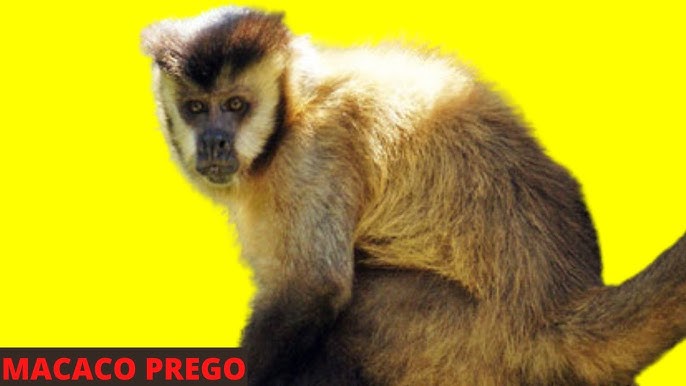 Como o macaco-prego-de-peito-amarelo usa ferramentas - 13/07/2023
