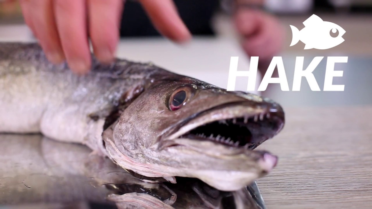 Hake with kokotxas, parsley sauce and clams
