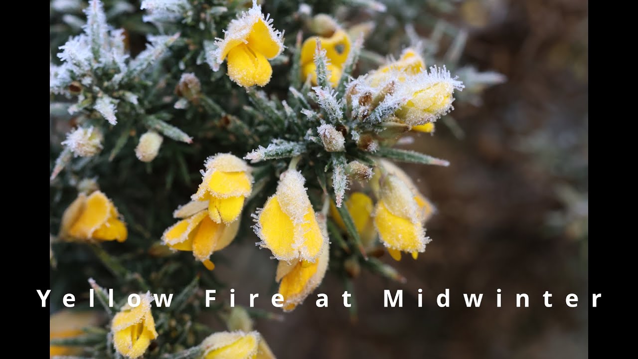 Yellow Fire at Midwinter