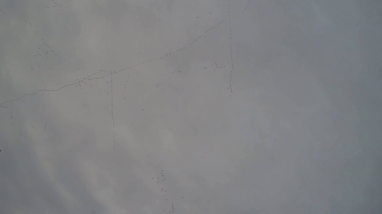 Snow Goose Hunting Southern IL March 8, 2014 YouTube