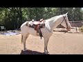 For Sale - Banjo 2010 ApHa White Gelding, blue eyes, 16 hands, very desensitized, trail or show