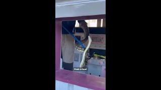 Snake Catcher Removes Python From Kids' Playhouse