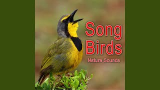 Download Lagu European Forest Birds Singing Download Lagu European Forest Birds Singing