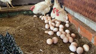 Amazing Chicken Egg Harvest in Farm Coop | Fresh Eggs Collected Every Morning.