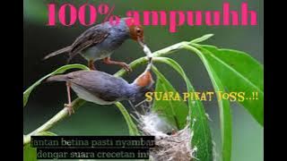 crecetan mujarab,suara pikat pemanggil jantan & betina pasti langsung datang menyambar..!!!