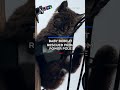 Baby bobcat rescued from power pole