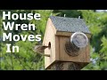 House wren building a nest in birdhouse