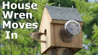 House Wren Building A Nest In Birdhouse