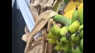 Growing bananas in perth Western Australia