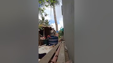 Dụng cụ leo cây hái lan bắt ong cưa cây .0335636421