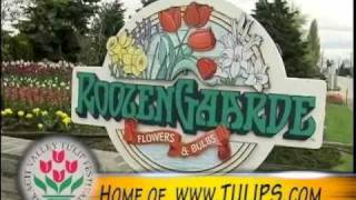 Make Memories at The Skagit Valley Tulip Festival