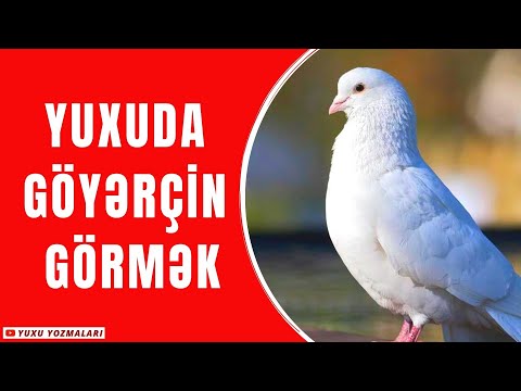 Yuxuda Göyərçin görmək - Yuxu yozmaları