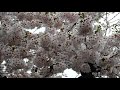 VOCALOIDで歌う-47 セカンド・ラブ~中森明菜~