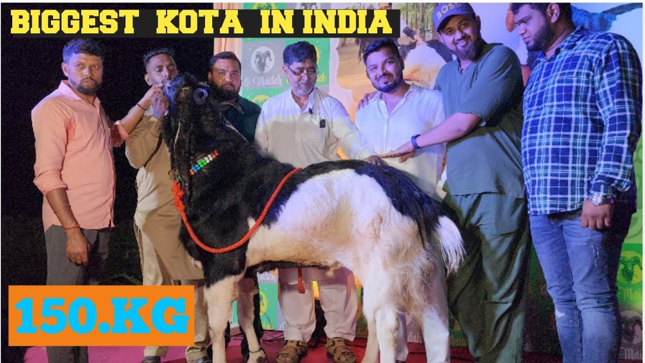 Raees Chachu RAEES CHACHU LAUNCHING INDIAS BIGGEST KOTA .DON.AT AL MAIDA GOAT FARM ...