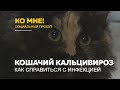 «Ко мне!»: как лечить кошачий кальцивироз и что это за инфекция