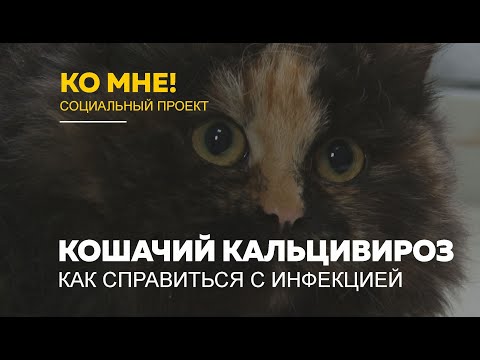 Кальцивироз у кошек лечение в домашних условиях