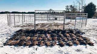 видео: Кабаны В Буйстве — Посмотрите, Как Обозлённые Фермеры Дают Отпор картинка: Кабаны В Буйстве — Посмотрите, Как Обозлённые Фермеры Дают Отпор