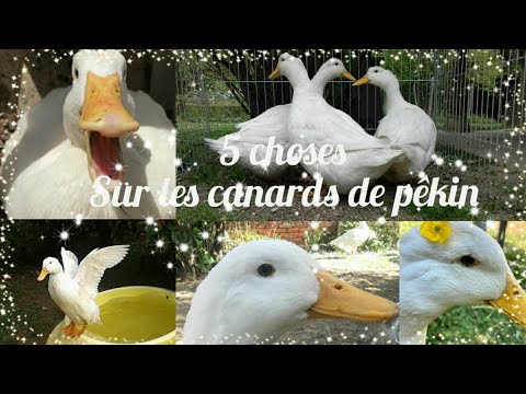 Vidéo: Les Célèbres Aliments De Pékin Comme Le Canard De Pékin Et Leur Histoire