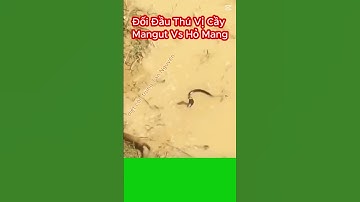 Cầy Mangut Tấn Công Trực Diện Rắn Hổ Mang Cực Độc #shorts #shortvideo #snake #randoc