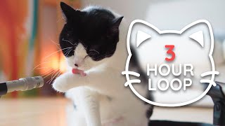 ASMR Cat Grooming  #76 (3 HOUR LOOP)