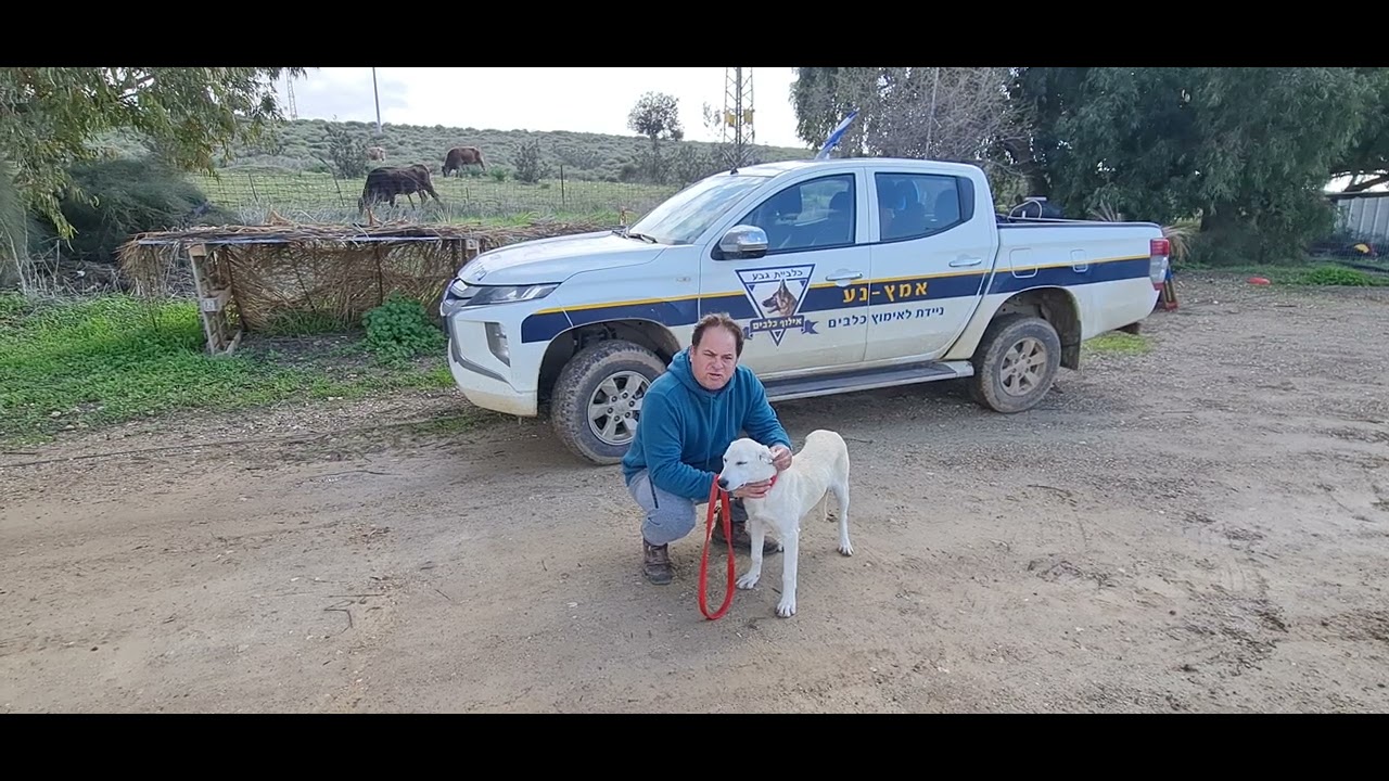 גורה מעורבת לבנה וענקית ....מחכה לבית מאמץ