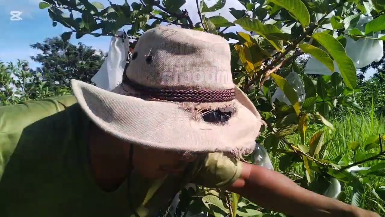 ការប្រមូលផ្លែត្របែក
