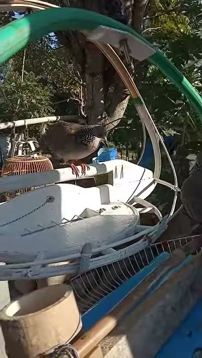 Burung derkuku Jantan vs betina