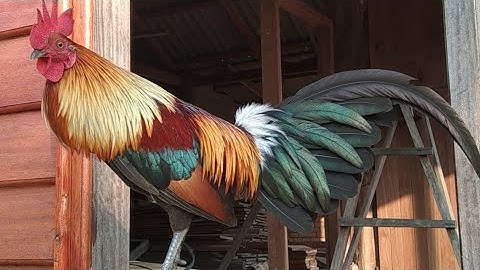 qaib qus pom 2 cuab tuaj heev 24/02/2021