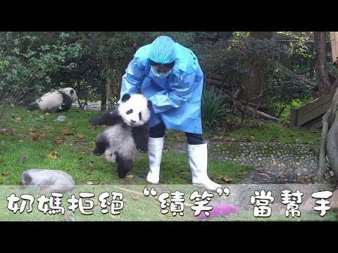 《熊貓早晚安》奶媽拒絕“績笑”當幫手 | iPanda熊貓頻道